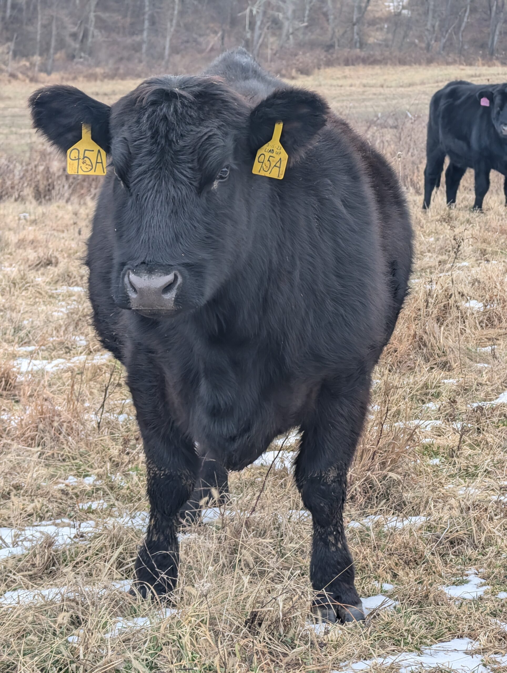 Angus Cattle – History, Characteristics, and Value (A Pennsylvania Rancher’s Perspective)
