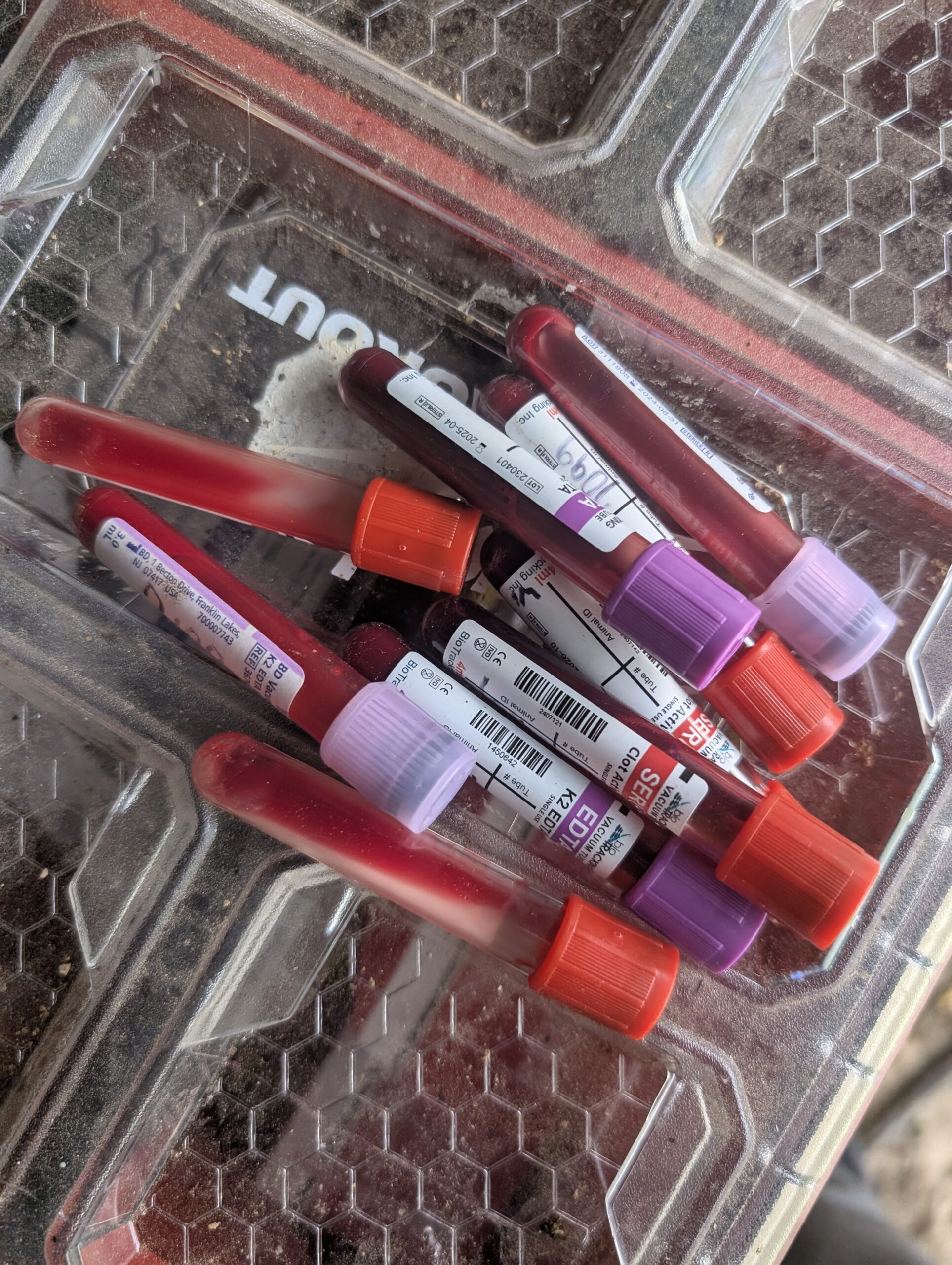 BioPRYN Pregnostx On-Site Pregnancy Tests for Cattle, Sheep, and Goats